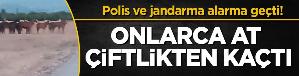 Polis ve jandarma alarma geçti! Onlarca at çiftlikten kaçtı