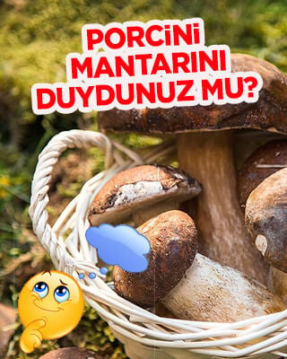 Porcini Mantarı nerede yetişiyor? Hakkında neler biliniyor? Adı ayı, çörek mantarı olarak biliniyor