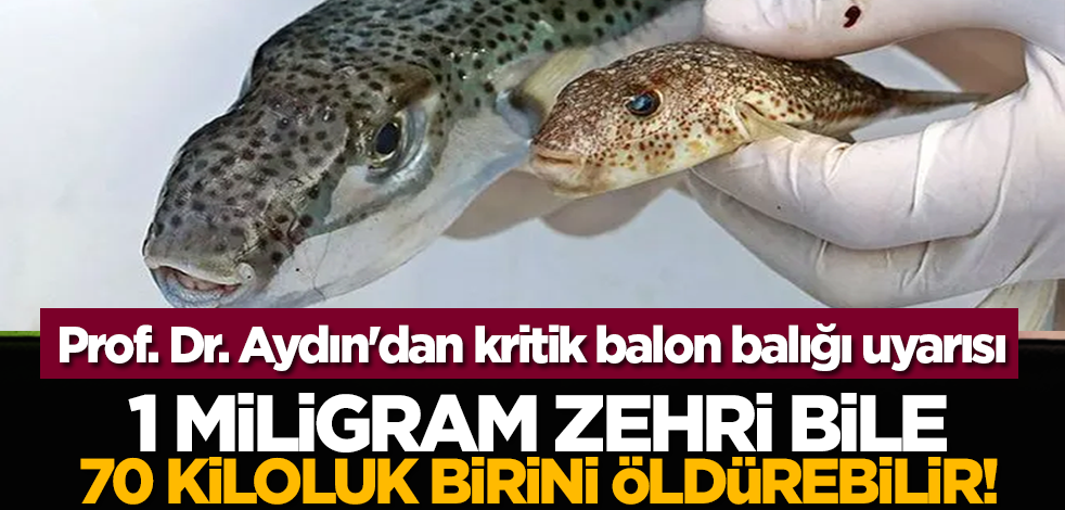 Prof. Dr. Aydın'dan kritik balon balığı uyarısı: 1 miligram zehri bile 70 kiloluk birini öldürebilir!