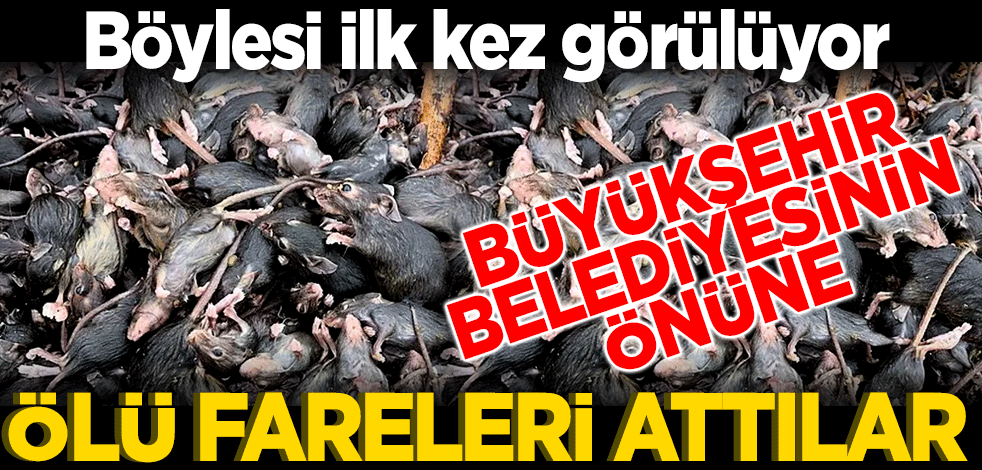 Protestocular belediyenin önüne fare ölüleri yığdı