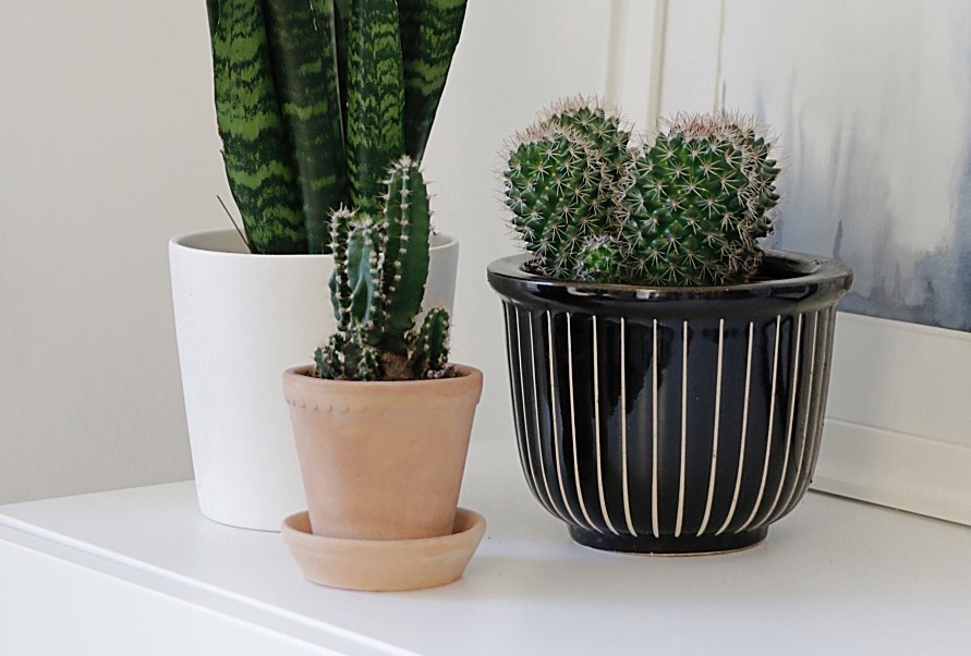 Radyasyon önlenebilir mi? | Kaktüs radyasyona etki eder mi?