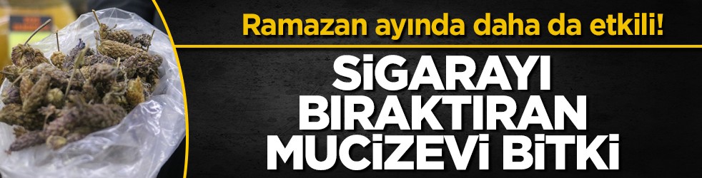 Ramazan ayında daha da etkili! Sigarayı bıraktıran mucizevi bitki