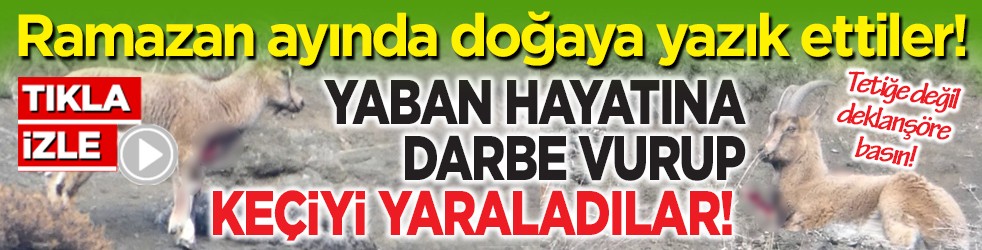 Ramazan ayında doğaya yazık ettiler! Yaban hayatına darbe vurup keçiyi yaraladılar!
