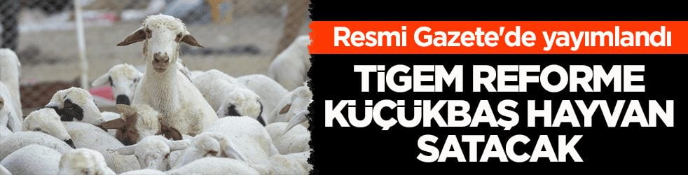 Resmi Gazete'de yayımlandı! TİGEM reforme küçükbaş hayvan satacak