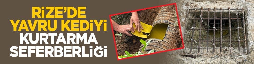 Rize’de yavru kediyi kurtarma seferberliği
