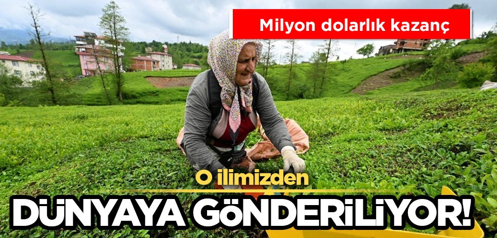 Rize'nin 4 aylık çay ihracatı 5,9 milyon dolar oldu! Belçika'ya, ABD'ye ve KKTC'ye milyon dolarlık çay satıldı