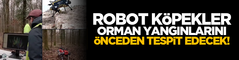 Robot köpekler orman yangınlarını önceden tespit edecek!