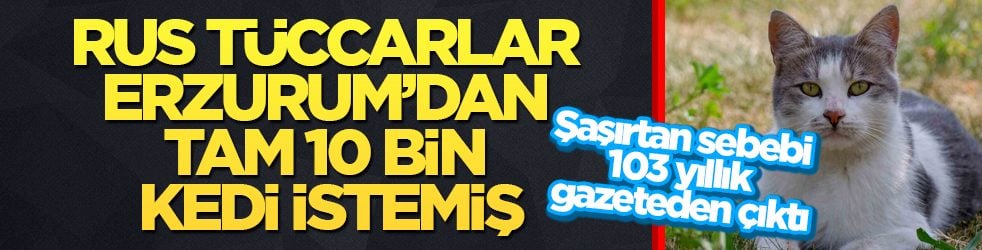 Rus tüccarlar Erzurum’dan tam 10 bin kedi istemiş! Şaşırtan sebebi 103 yıllık gazeteden çıktı