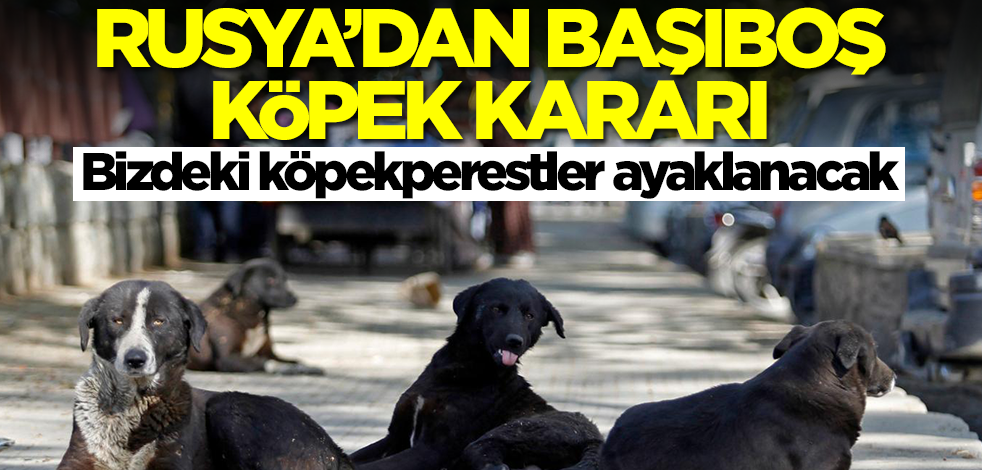 Rusya'dan başıboş köpek kararı! Bizdeki köpekperestler her an ayaklanabilir