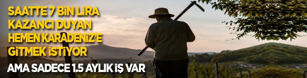 Saatte 7 bin lira kazancı duyan hemen Karadeniz’e gitmek istiyor! Ama sadece 1.5 aylık iş var