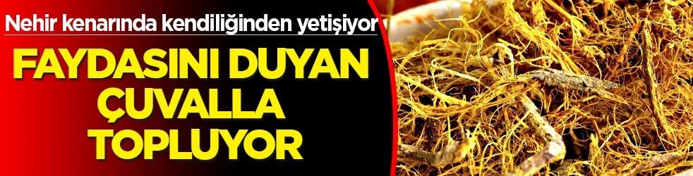 Sadece 2 ilin topraklarında kendiliğinden yetişiyor: Reflü için ilaç istiyor iseniz, adı meyan kökü hiç duydunuz mu?