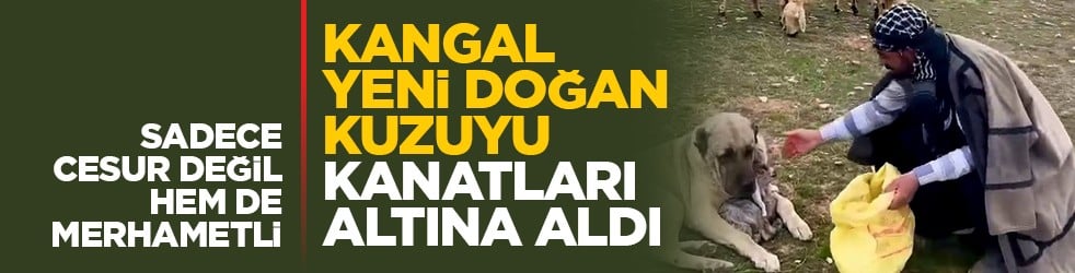 Sadece cesur değil, hem de merhametli: Kangal yeni doğan kuzuyu kanatları altına aldı