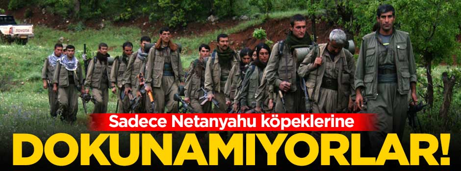 Sadece Netanyahu köpeklerine dokunamıyorlar