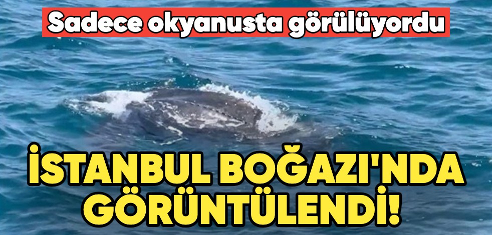 Sadece okyanusta görülüyordu... İstanbul Boğazı'nda görüntülendi! Tam 600 kg...
