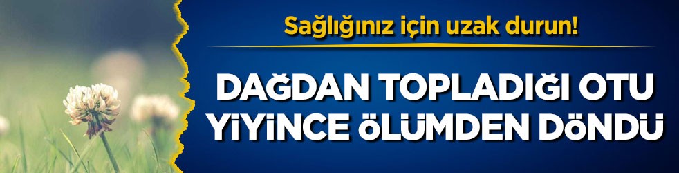 Sağlığınız için uzak durun! Dağdan topladığı otu yiyince ölümden döndü