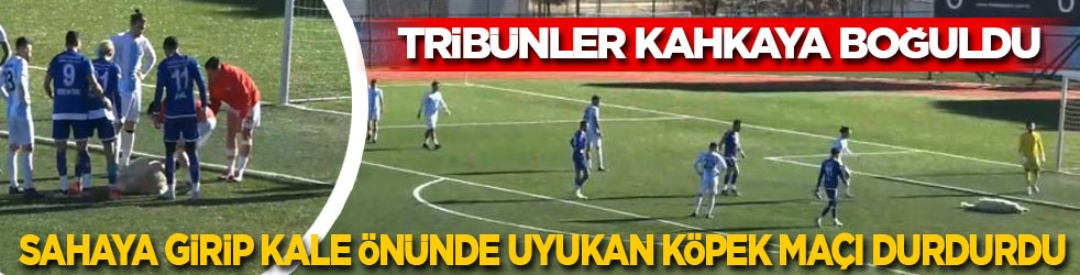 Sahaya girip kalenin önünde uyuyan köpek maçı durdurdu! Tribünler kahkahaya boğuldu