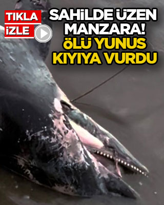 Sahilde üzen manzara! Ölü yunus kıyıya vurdu