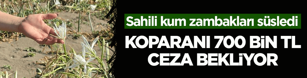Sahili kum zambakları süsledi! Koparanı 700 bin TL ceza bekliyor
