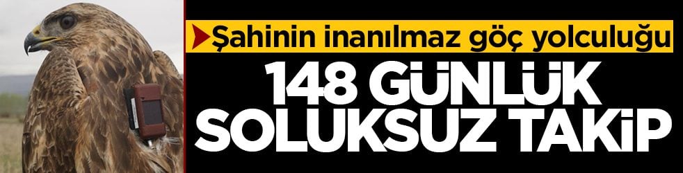 Şahinin inanılmaz göç yolculuğu: 148 günlük soluksuz takip: 14 ülke, 6 bin kilometre yol katetti