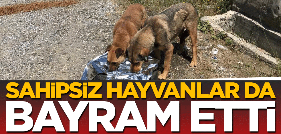 Sahipsiz hayvanlar da bayram etti