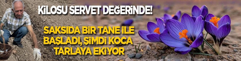 Saksıda bir tane ile başladı, şimdi koca tarlaya ekiyor! Kilosu servet değerinde