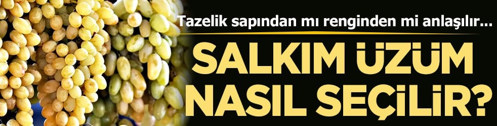 Salkım üzüm iyi nasıl seçilir? Tazelik sapından mı renginden mi anlaşılır? Herkes en iyisini seçmek istiyor
