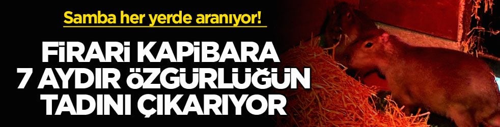 Samba her yerde aranıyor! Firari kapibara 7 aydır özgürlüğün tadını çıkarıyor