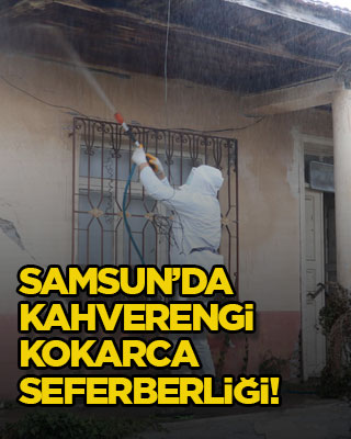 Samsun’da kahverengi kokarca seferberliği!