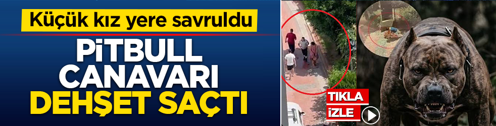 Samsun'da korku dolu anlar: Pitbull canavarı dehşet saçtı! Küçük kız yere savruldu