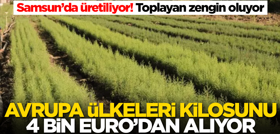 Samsun'da üretiliyor! Toplayan zengin oluyor... Avrupa ülkeleri kilosuna binlerce euro veriyor