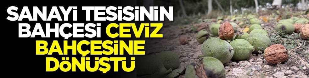 Sanayi tesisinin bahçesi ceviz bahçesine dönüştü