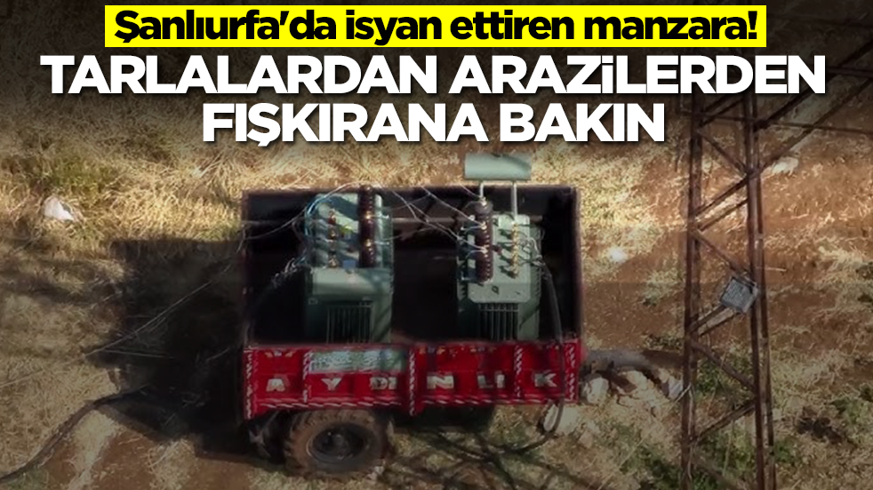 Şanlıurfa'da isyan ettiren manzara! Tarlalardan arazilerden fışkırana bakın