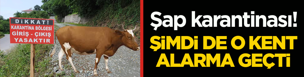 Şap karantinası! Şimdi de o kent alarma geçti