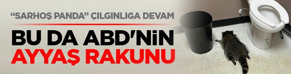 “Sarhoş panda” çılgınlığa devam ediyor: Bu da ABD'nin ayyaş rakunu
