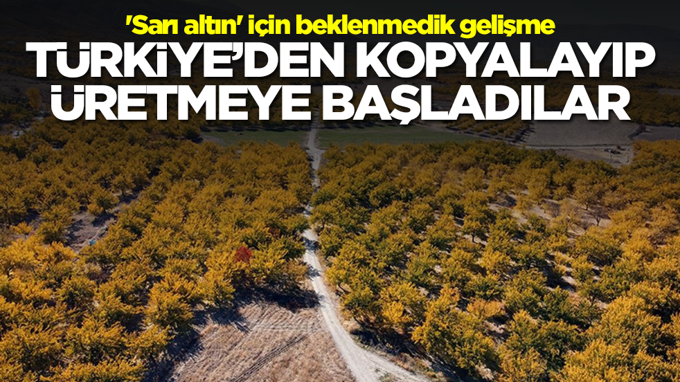 'Sarı altın' için beklenmedik gelişme: Avustralya Türkiye'den kopyalayıp üretmeye başladı