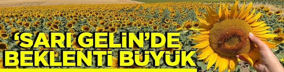 Sarı gelinde beklenti büyük