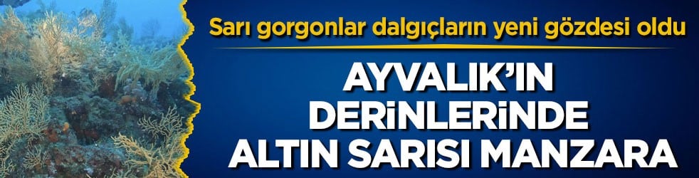 Sarı gorgonlar dalgıçların yeni gözdesi oldu! Ayvalık’ın derinlerinde altın sarısı manzara
