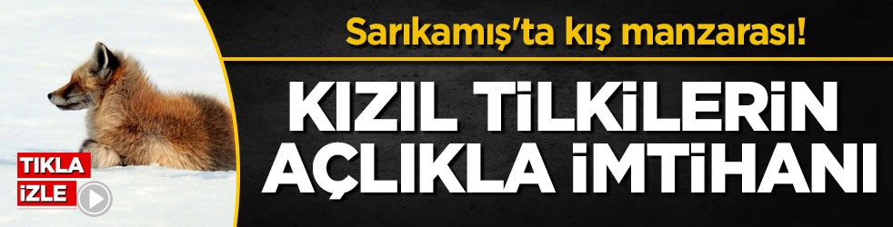 Sarıkamış'ta kış manzarası! Kızıl tilkilerin açlıkla imtihanı