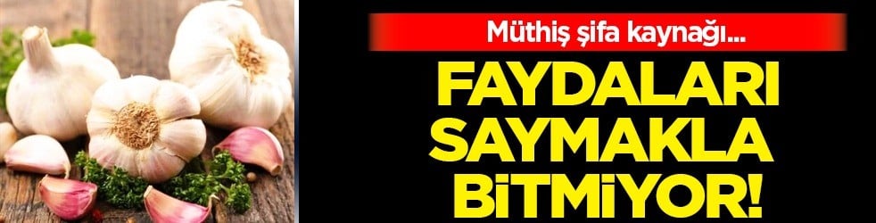 Sarımsak doğal böcek ilacı: Kimyasala gerek yok, bu yeter! Öyle bir güçlü ki... Kimse inanmadı