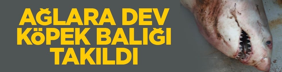 Saros Körfezi'nde ağlara dev köpek balığı takıldı