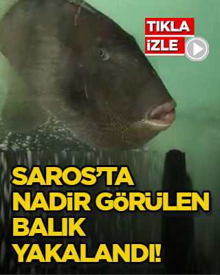 Saros’ta nadir görülen balık yakalandı!