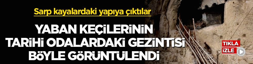 Sarp kayalardaki yapıya çıktılar! Yaban keçilerinin tarihi odalardaki gezintisi böyle görüntülendi