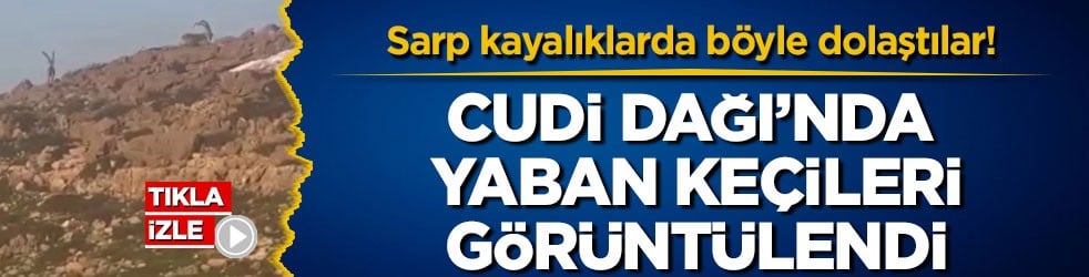 Sarp kayalıklarda böyle dolaştılar! Cudi Dağı’nda yaban keçileri görüntülendi