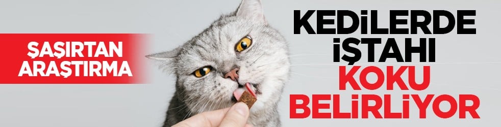 Şaşırtan araştırma: Kedilerde iştahı koku belirliyor