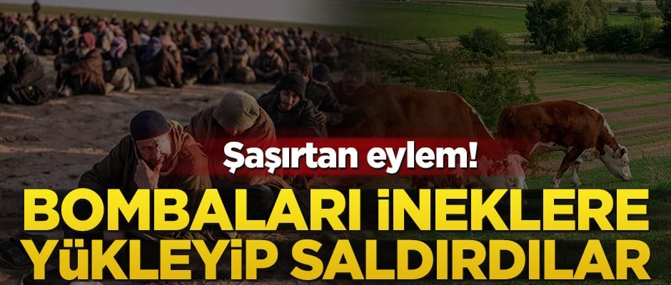 Şaşırtan eylem! Bombaları ineklere yükleyip saldırdılar