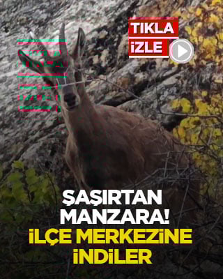Şaşırtan manzara! İlçe merkezine indiler
