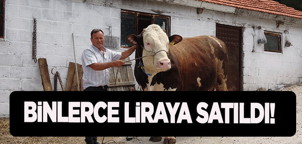 Şaşkına çeviren gelişme: Çanakkale'de 'Paşa' otomobil fiyatını geçti, 210 bin TL'ye satıldı! Gören şaşırdı