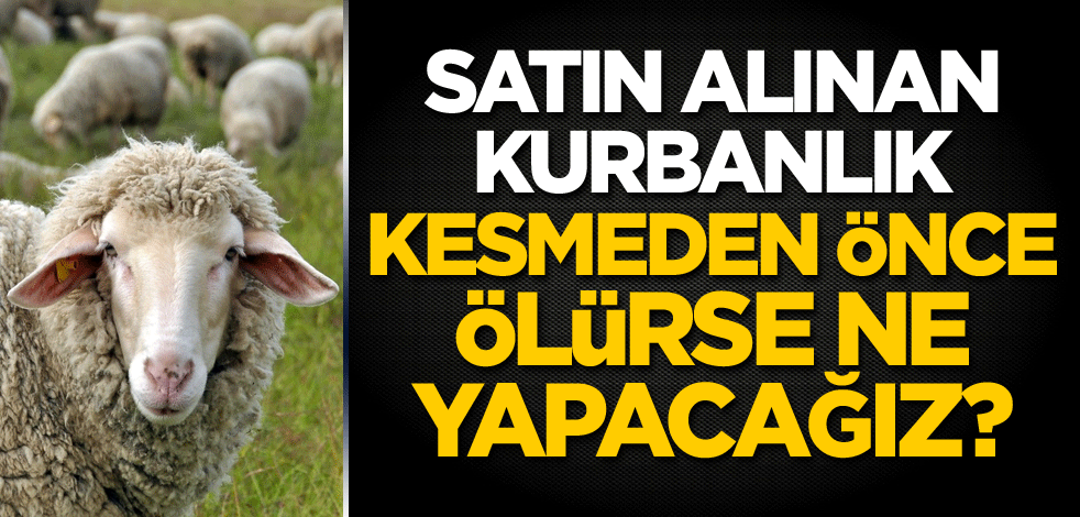 Satın alınan kurbanlık kesmeden önce ölürse ne yapacağız?