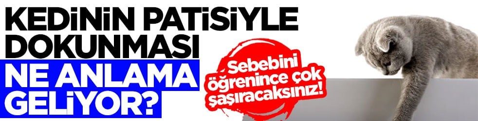 Sebebini öğrenince çok şaşıracaksınız! Kedinin patisiyle dokunması ne anlama geliyor?