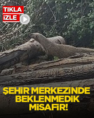 Şehir merkezinde beklenmedik misafir!